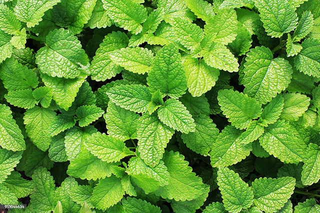 Spearmint Leaf