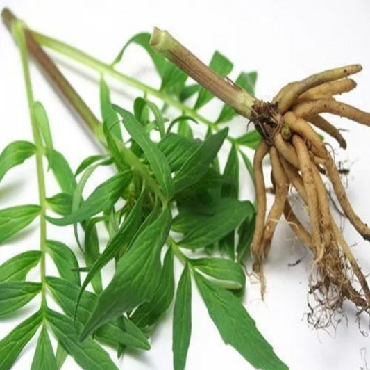 Valerian Root