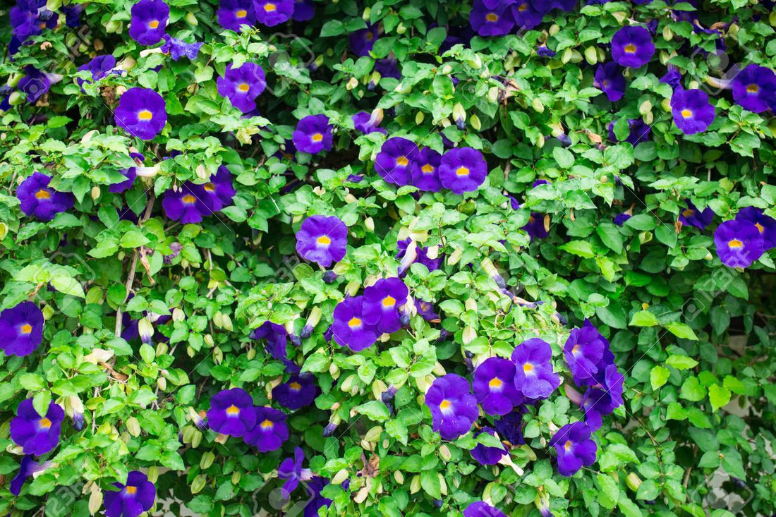 Butterfly Blue Pea Flower