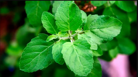 Tulsi Leaves